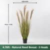 5 bonsai di canna naturale - altezza 145 cm