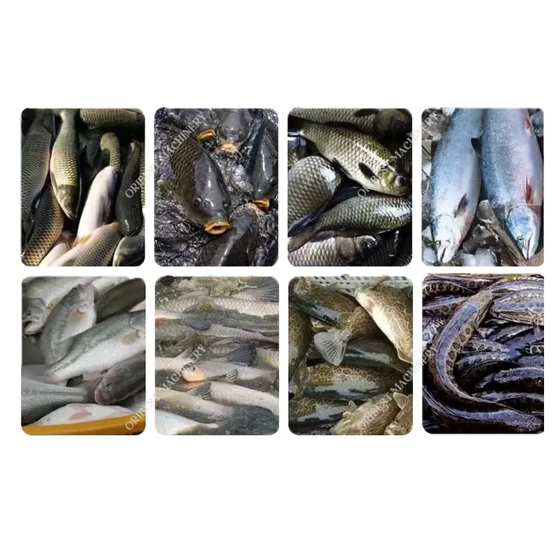 High Capacity Tilapia Pomfret Snapper Tuna Sardine Fish Scaling Scaler and Gutting Machine Automatic Fish Gutting Machine
