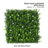 White Seven-layer Money Grass