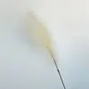 Champagne