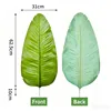 Travelers palm-light color-large leaves