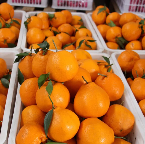orange (35)