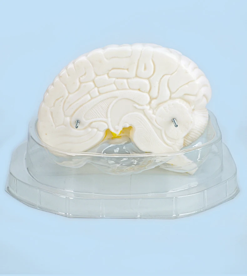 product advanced medical body molded brain model factory for teaching direct medical student brain education model-6