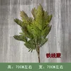 maidenhair fern