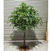 Albero 6