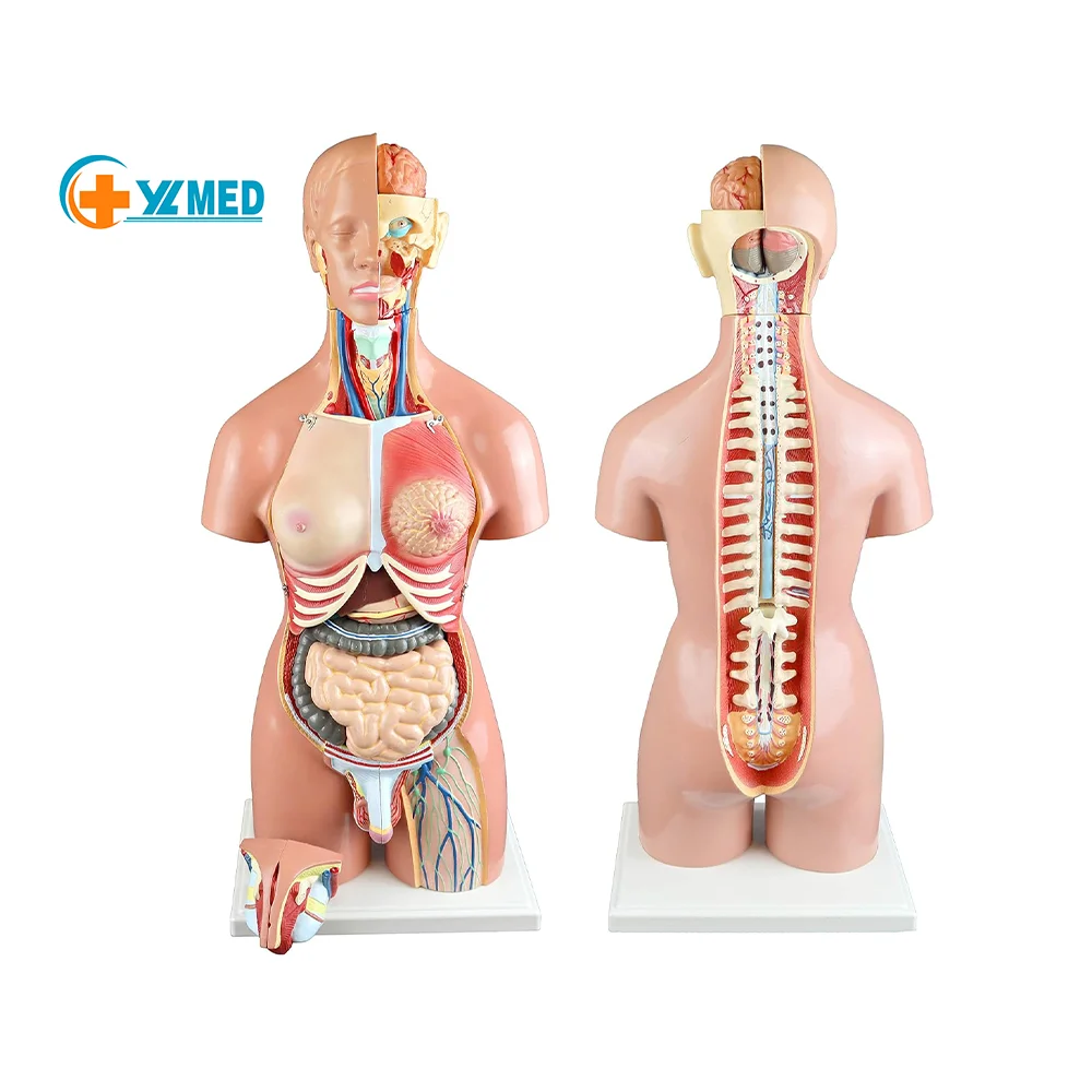 High Simulation Accurate Medical Grade 55cm 23-Part Dual-Sex Human Amphoteric Torso Medical Science Hermaphroditic Trunk Model