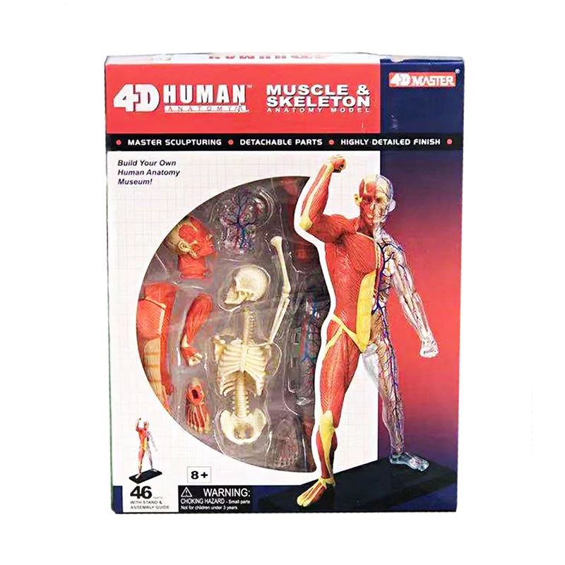 4D Master Puzzle Human Muscle Model 46parts Assembled Human Anatomy Model Toy