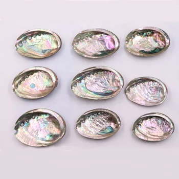 7-13cm Natural Raw Chinese Abalone Shell for Burning Sage