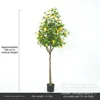 5ft lemon tree
