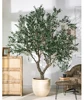 olive tree