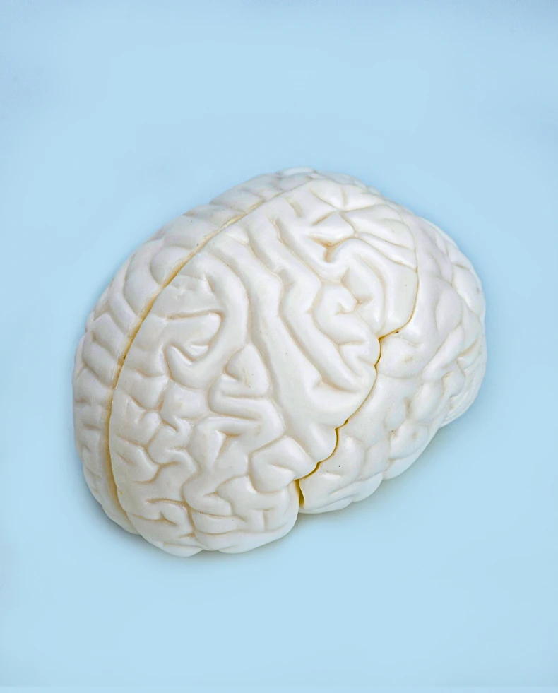 product advanced medical body molded brain model factory for teaching direct medical student brain education model-3