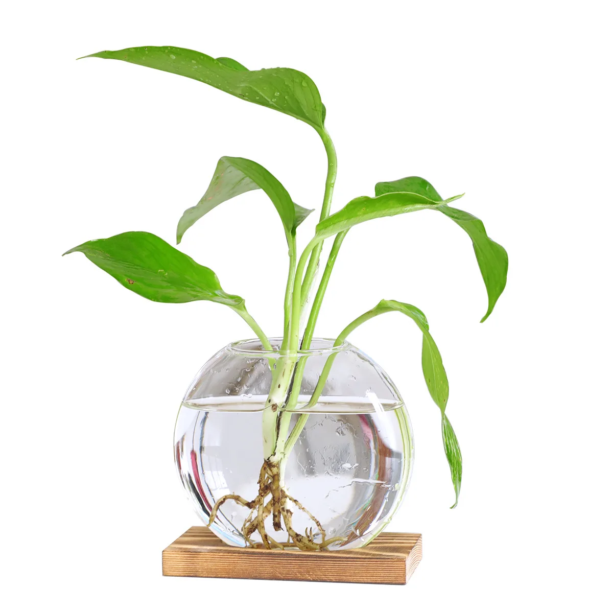 Plant Propagation Station Terarrium Glass air Plant Geometric Terrarium