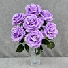 Viola