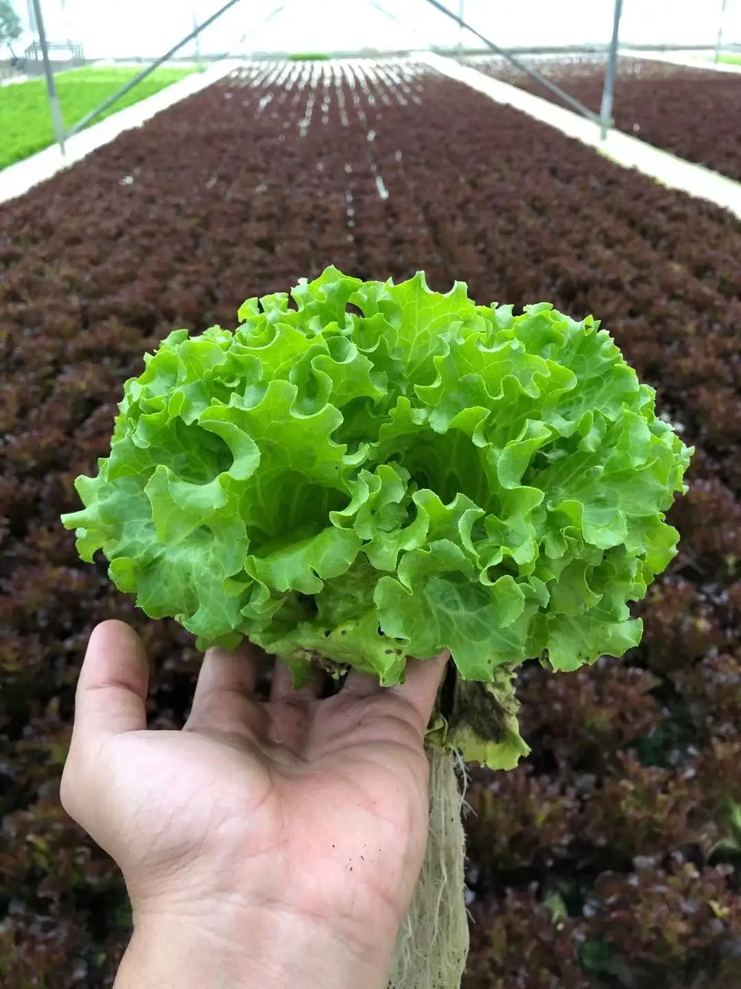 hydroponic net cups