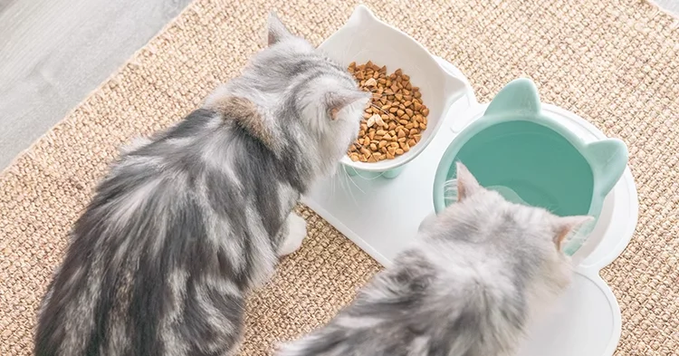 Wholesale Best Seller Eco-Friendly Cat Bowl Chubby Cute Pet Food Water Bowl Raised Design for Cats supplier