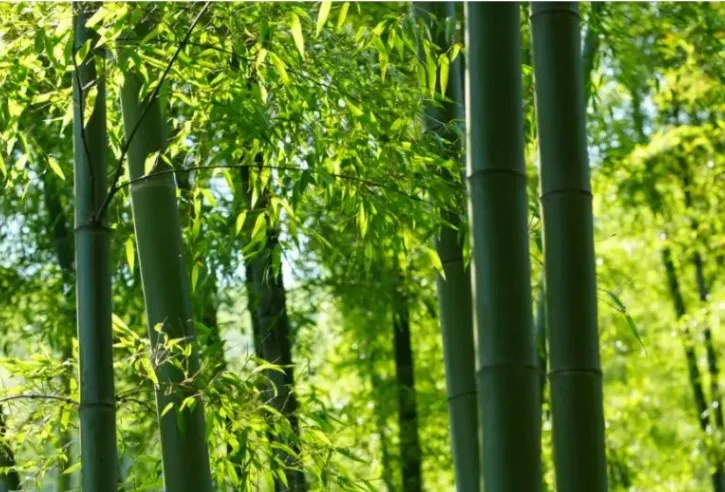 bamboo