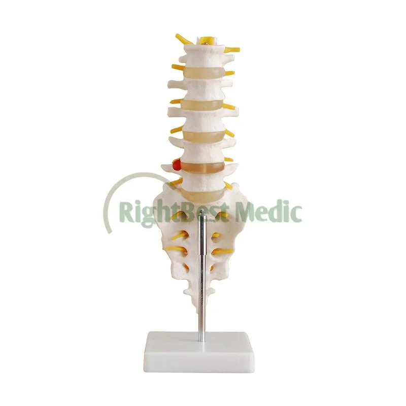 В натуральную величину позвоночного столба с тазом и головами бедренной кости медицинских и биологических учебное пособие анатомическая модель