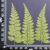 MH688 Fougère 7-10cm vert 12pcs
