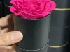 Roseo