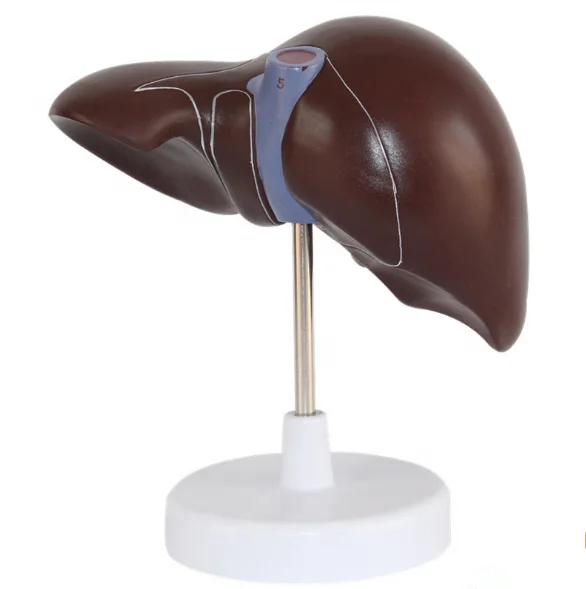 Medical Supplies Human Teaching Liver Pathological Model for School Display Tool Lab Equipment