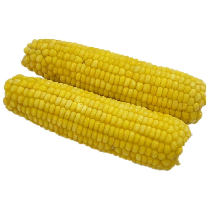 Natural and fresh delicious grains full and sweet waxy corn