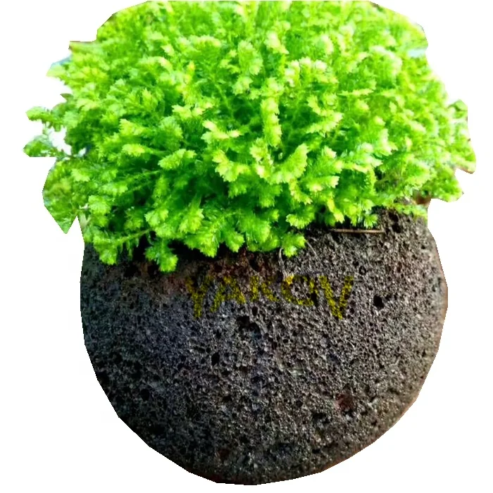 bonsai tree cherry blossom Sakura Bonsai Model DIY Kit by Robotime