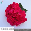 Hortensia Malorca de cinco cabezas LFY rosa roja