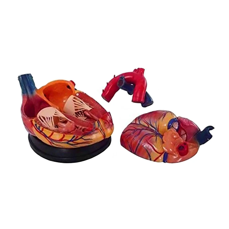 Medical Teaching Display Big Human Anatomical Heart Model For Classroon Study