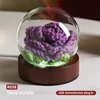 rosa.Morado oscuro
