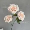 Champagne rosé