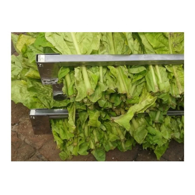 types of virginia tobacco Virginia Tobacco Seed (Tabacum species)