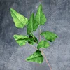 Feuille de Calla verte
