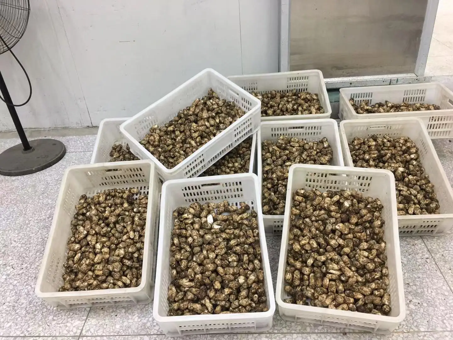 Seasonal Fresh Wild Matsutake Export Quality Directly Harvested From