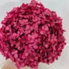 Dark magenta hydrangea