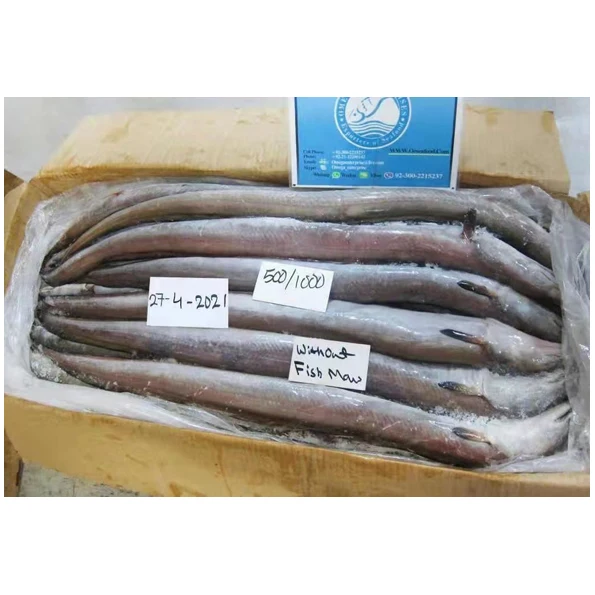 Wholesale Price 20kg Per Carton Fresh Sea Eels Frozen Eel With Fish Maw