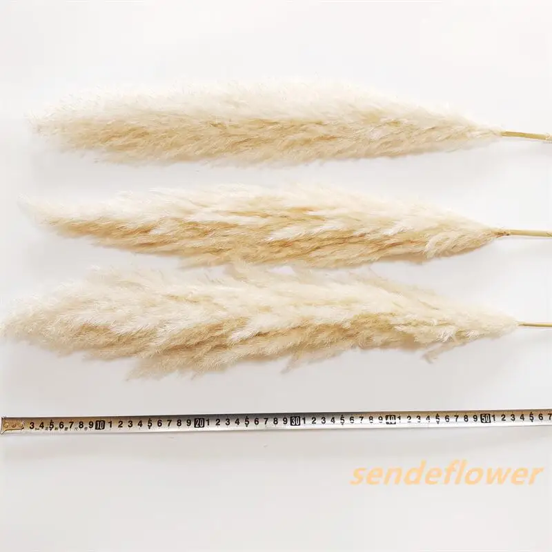 Wholesale Dried Flowers Large Pampas Dry Natural Decorative Pampas