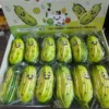 Cucumber