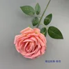 Rose frisée - Rose