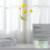 4-pronged poppy - yellow