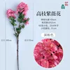 High-branched crape myrtle flowers JC Deep pink