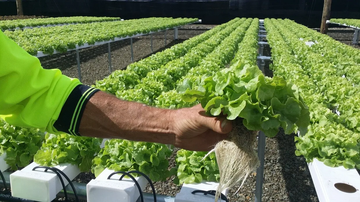 budget hydroponic systems