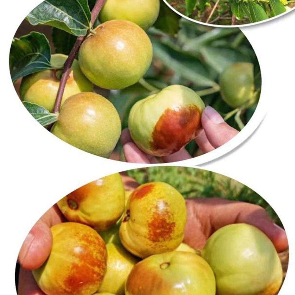 Freeze Dried Jujube Bulk Supply | Wholesale Manufacturer Hbfb1fef110554988b036dddaca384cf4v