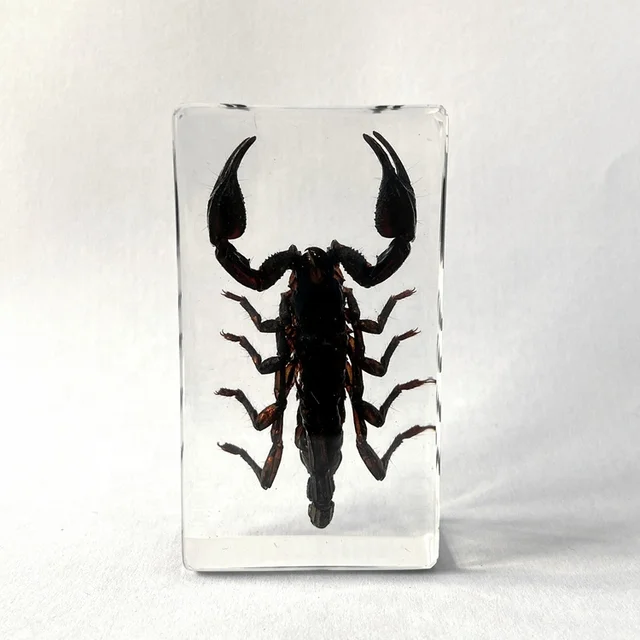 Real Insect Block Resin Creative Gifts Black Scorpion Specimen for Collection