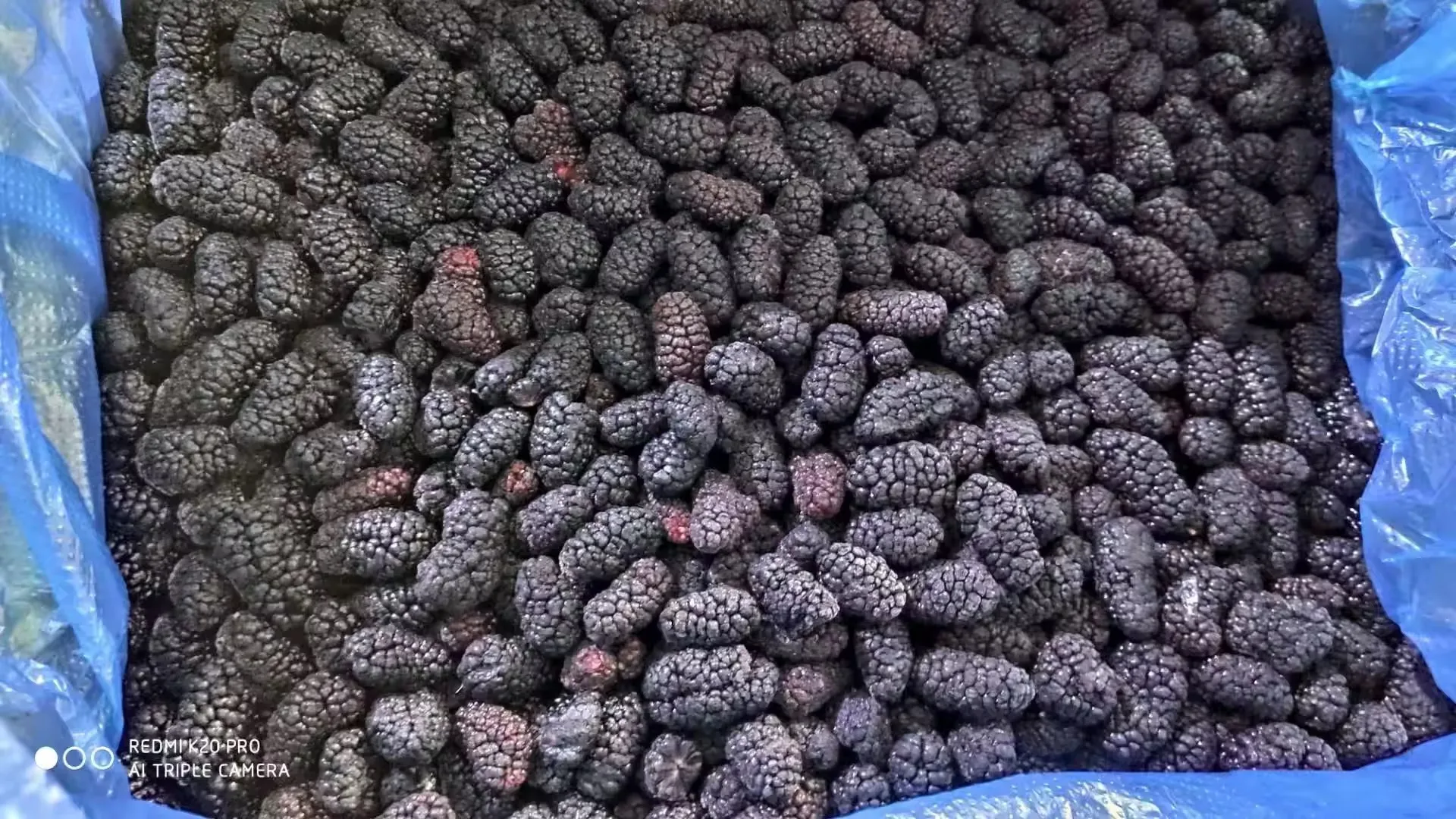 Večje kupovanje zamrznjenega sadja mulberi nova žetev zamrznjenega sadja več 10 KG IQF mulberi
