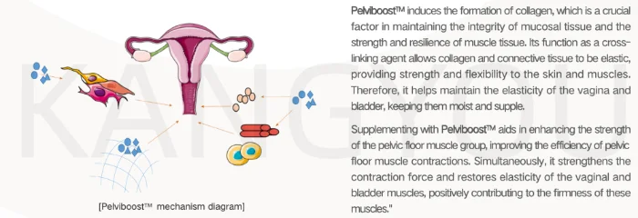 Tighten Pelvic Floor Muscles Supplements Lactobacillus Ferment Lysate Postbiotics Buy