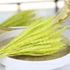 gh-001-fruit green-50 stems