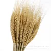 gh-001-primary colors-50 stems