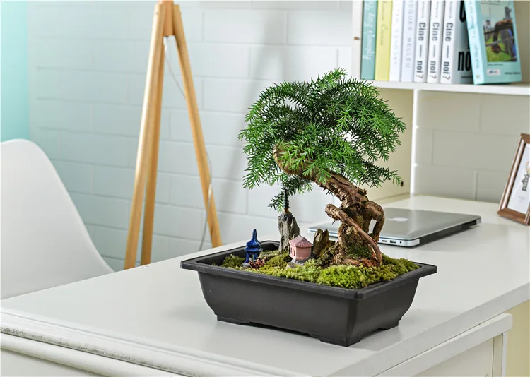 grape bonsai tree Chardonnay Grape Bonsai Tree