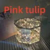 Pink tulip