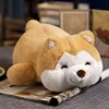 shiba dog